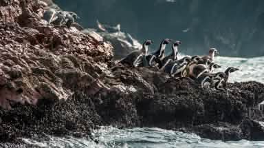 Humboldt penguins