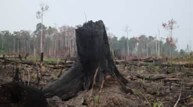 Slash-and-burn clearing in Indonesia