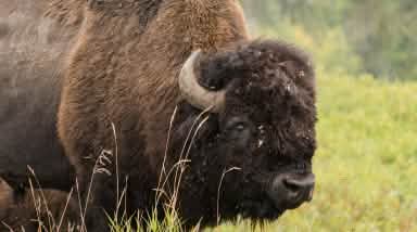 Buffalo