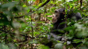 Chimpanzee in Bossou, Guinea