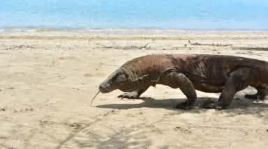 A Komodo dragon walking on a beach