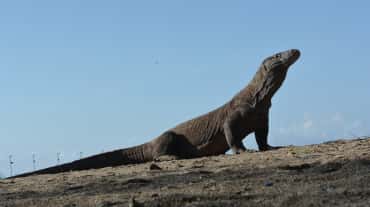 a Komodo dragon looking upward