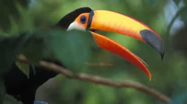 A giant toucan sitting on a branch in the rainforest