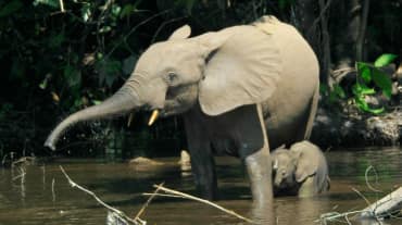 A forest elephant and calf standing in a river