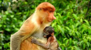 Proboscis monkey and baby