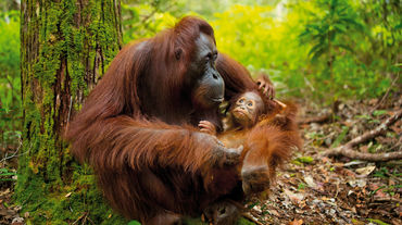 Orangutan mother and infant