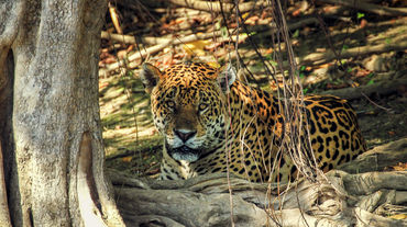 Jaguar in Mato Grosso do Sul (Brazil)