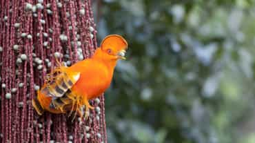 Orange Guianan cock-of-the-rock
