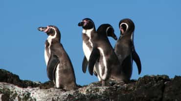 Humboldt penguins in Chile