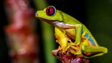 A colorful red-eyed tree frog sitting on a flower