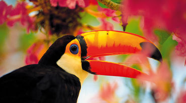 A tucan in midst of colorful flowers
