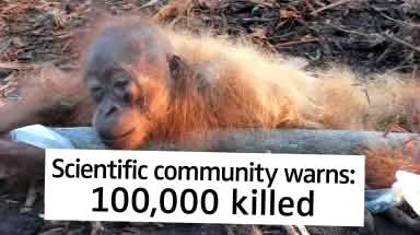 suffering orangutan