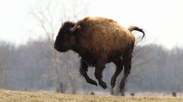 Bison