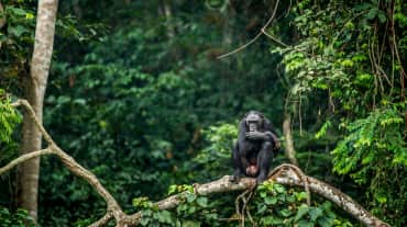 Bonobo in the forest, DR Congo