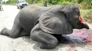 Poached elephant in Virunga National Park