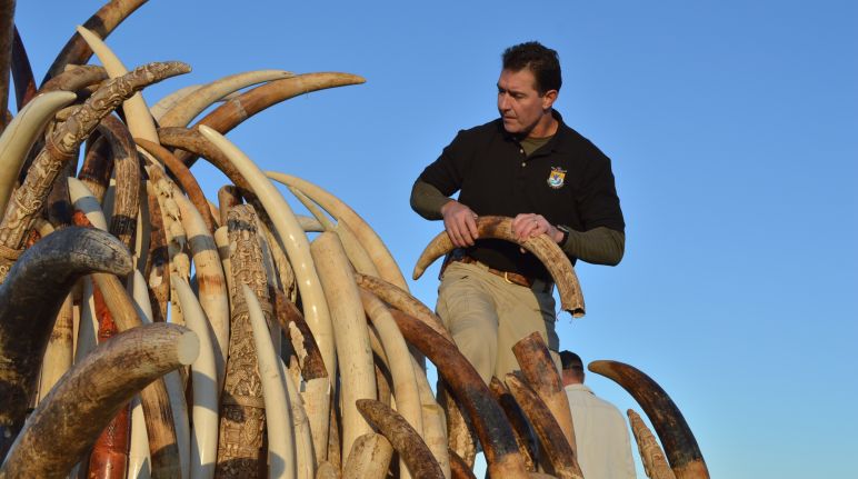 1.3 tons of ivory have been seized so far. Seized ivory