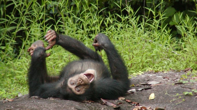 Juvenile chimpanzee