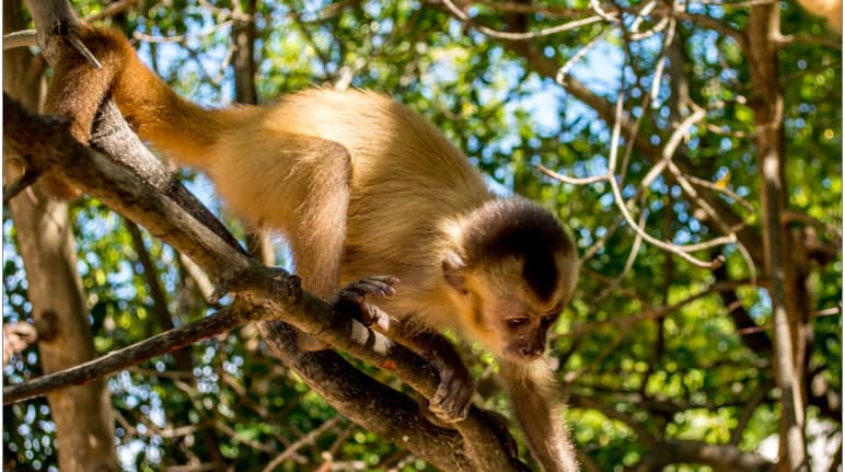A Ka'apor capuchin monkey climbing on a branch