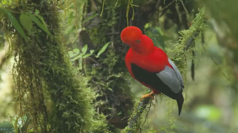 A male Andean cock-of-the-rock (Rupicola peruvianus)