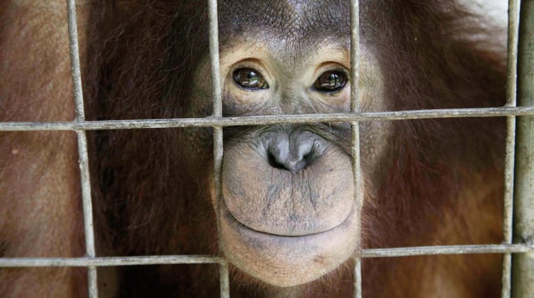Orangutan looks out of cage