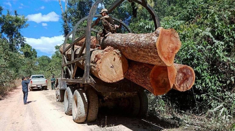 Illegal logging in Cambodia