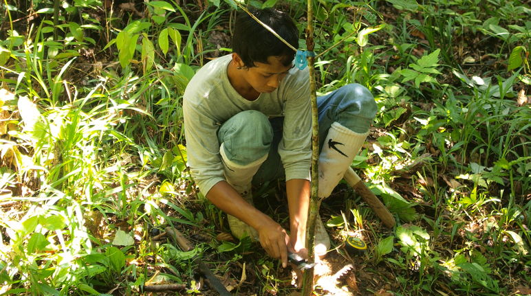 Reforestation in Sabah