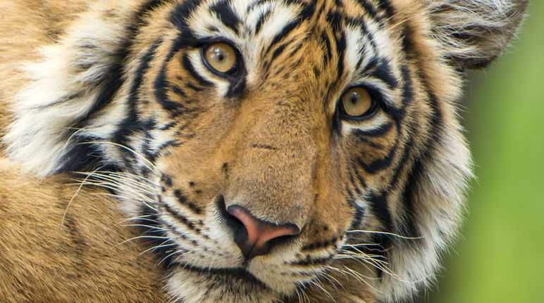 Bengal tiger