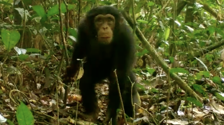 Chimpanzee in Grebo-Krahn National Park, Liberia