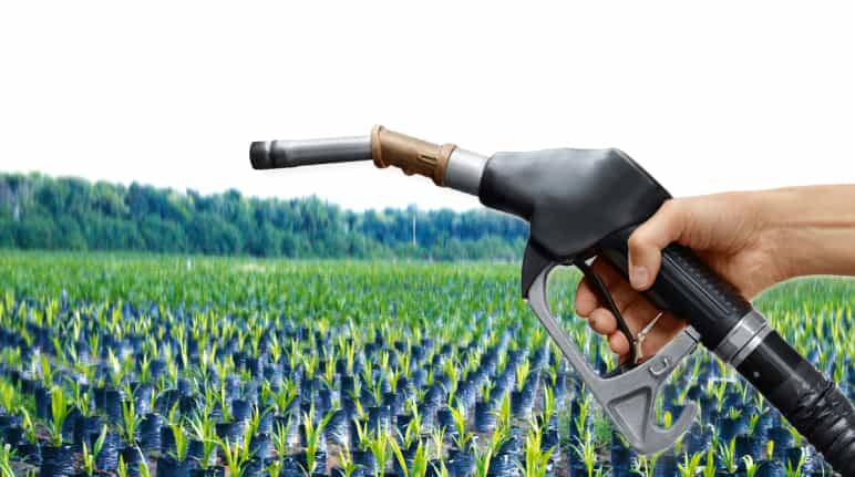 Photomontage: fuel filler nozzle in front of a field of oil palm seedlings