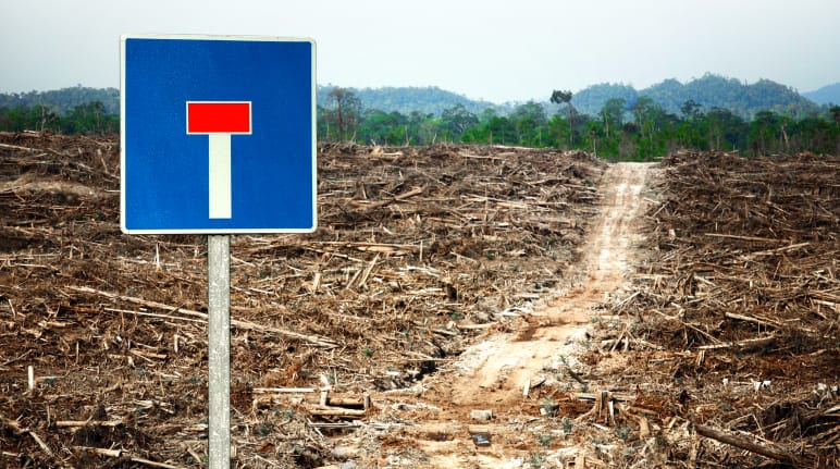 Photomontage: a dead-end traffic sign standing in front of a rainforest clearing