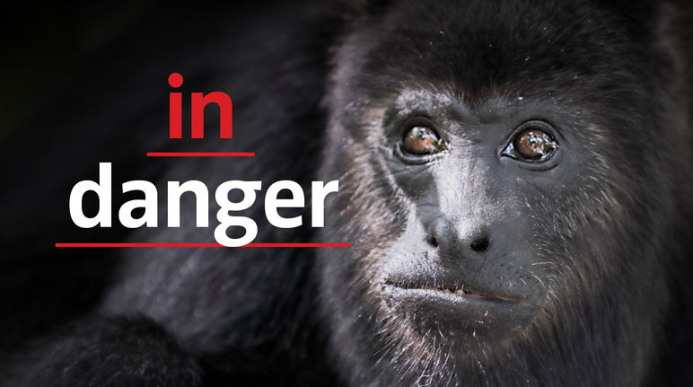Black howler monkey (Alouatta carayá)  with text "in danger"