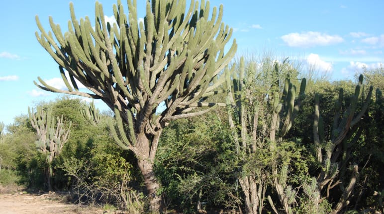 Typical vegetation of the Chaco with numerous cacti and shrubs adapted to drought. In the center of the picture, a huge cactus with a thick trunk and numerous branches