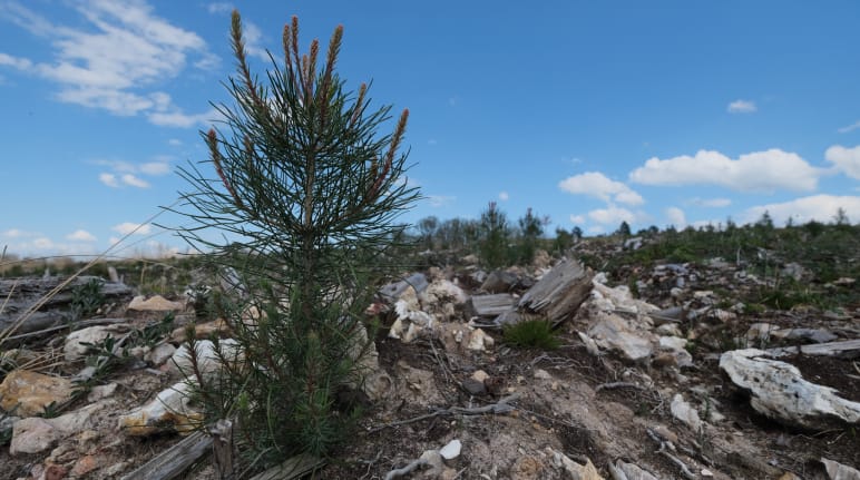 A small pine tree in the middle of a barren, stony area