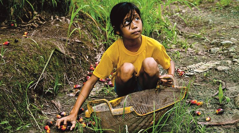 Rainforest is more important than palm oil profits