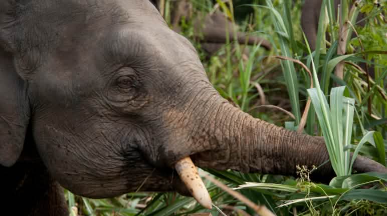 Borneo’s pygmy elephants need protected habitat, not roads Elephant eating grass