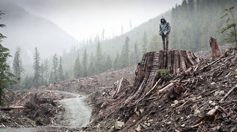 Clear-cutting of coastal rainforest on Vancouver Island, British Columbia
