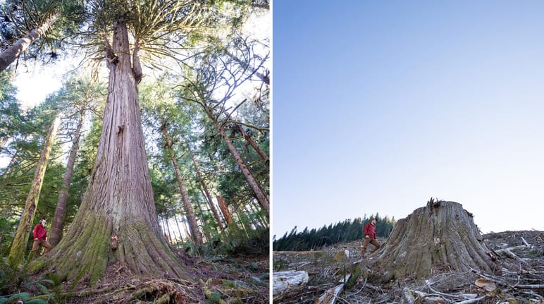 Clear-cutting of coastal rainforest on Vancouver Island, British Columbia