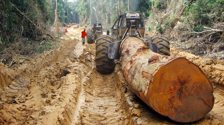 A huge tree being pulled by a skidder in a tropical rainforest in Central Africa