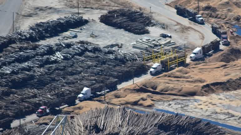 Terrible for forests, terrible for the climate: wood pellet production Trucks delivering timber to a pellet factory
