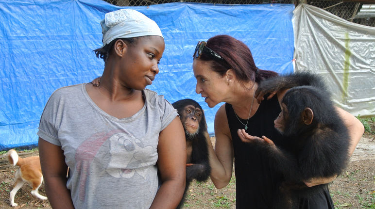Chimpanzee rescue center near Monrovia, Liberia