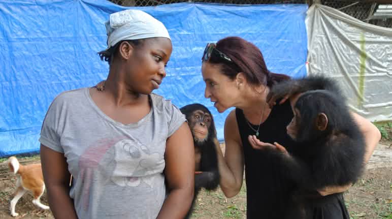 Jenny Desmond and her staff care for chimpanzees Chimpanzee rescue center near Monrovia, Liberia
