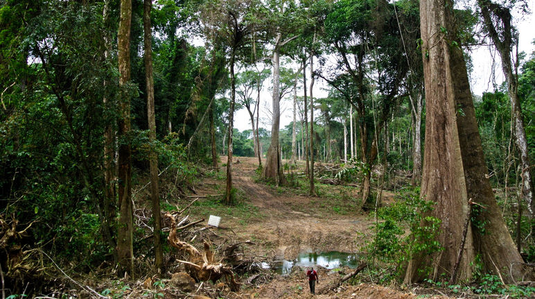 A swathe of forest is being cleared for the superhighway