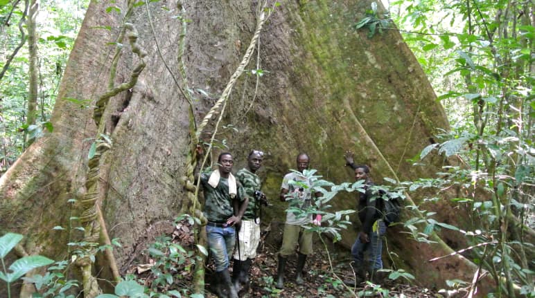 Wild Chimpanzee Foundation (WCF) staff and Eco-Guards posing in front of an ancient tree in Sapo National Park, Liberia