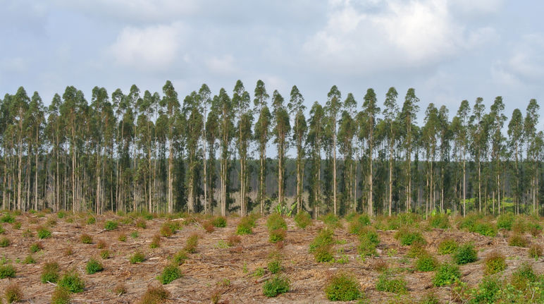 Tree plantation in South Africa