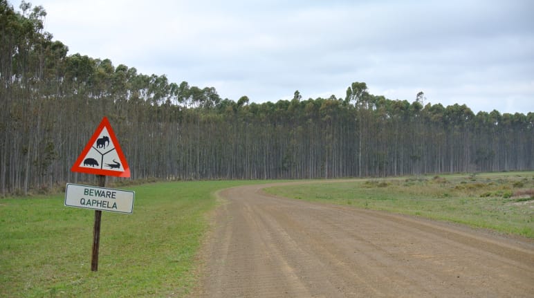 Tree plantation in South Africa