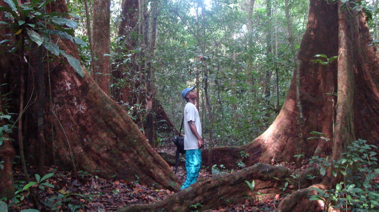 Man between big trees in Cameroon