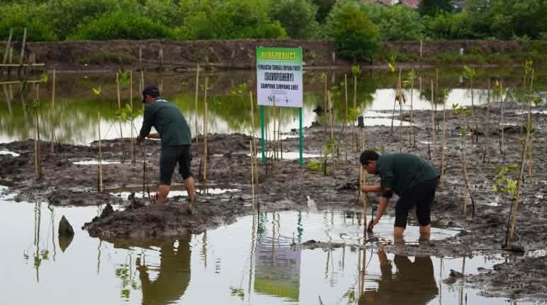 “Mangroves are our life, giving protection and hope.” Rainforest Rescue is supporting the reforestation of the Paya Nie swamp Two men planting mangrove seedlings in the swamp