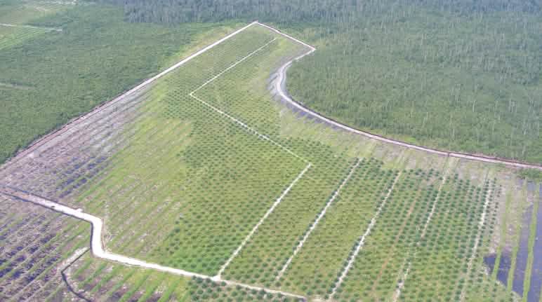 The reality on Borneo: oil palm plantation on rainforest land Kalimantan oil palm plantation