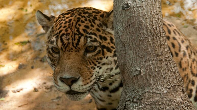 Eastern or coastal Jaguar (Pantera onca)