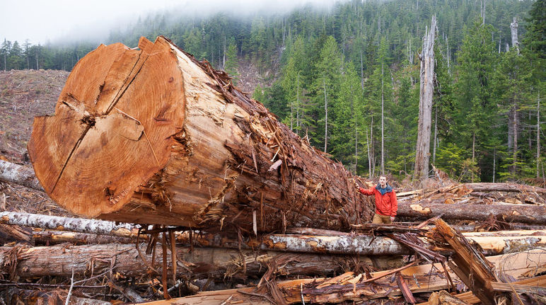 A felled tree in the coastal rainforest on Vancouver Island, British Columbia, Canada
